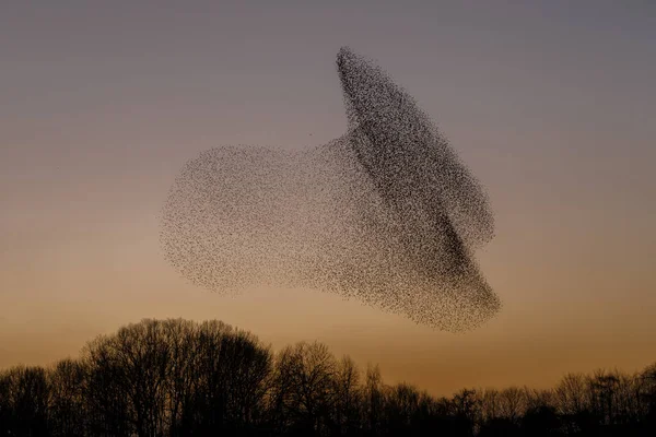 Morden Starlings Kvällsljus — Stockfoto