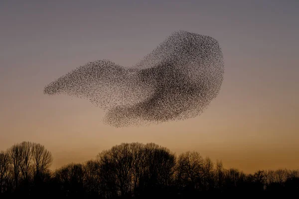 Murmurations Starlings Evening Light — Stock Photo, Image