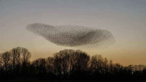 Murmurations Starlings Het Avondlicht — Stockfoto