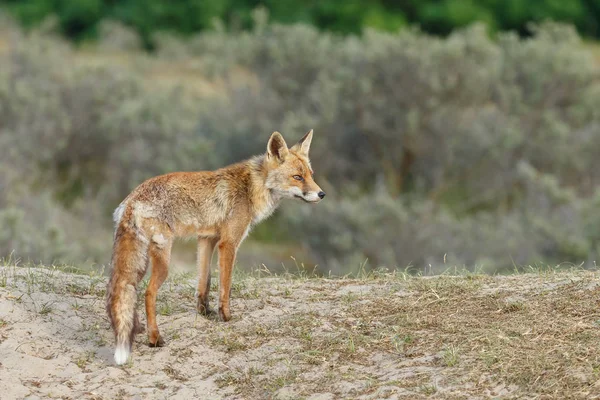 Κόκκινη Αλεπού Στη Φύση Στους Ολλανδικούς Αμμόλοφους — Φωτογραφία Αρχείου