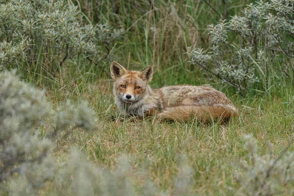 Raposa Vermelha Natureza Nas Dunas Holandesas — Fotografia de Stock