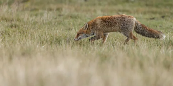 Červená Liška Přírodě Holandských Dunách — Stock fotografie