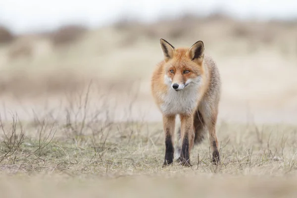 Raposa Vermelha Natureza Nas Dunas Holandesas — Fotografia de Stock