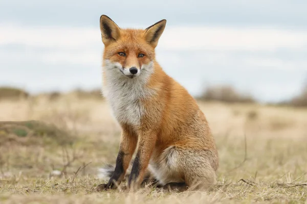 オランダの砂丘の自然界の赤狐 — ストック写真