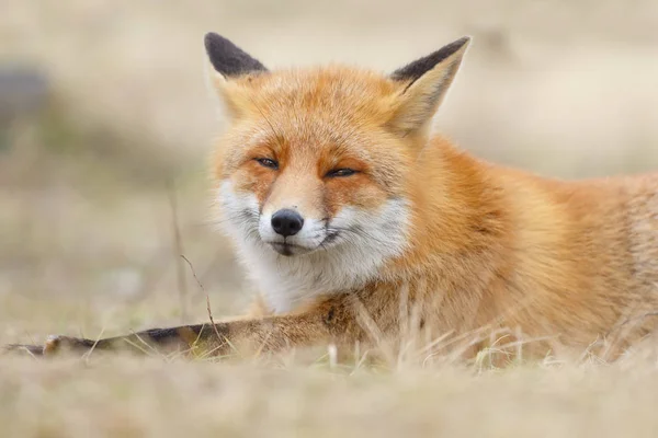 オランダの砂丘の自然界の赤狐 — ストック写真
