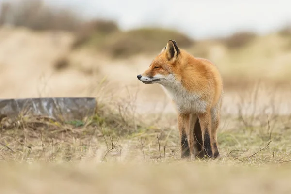 Volpe Rossa Natura Tra Dune Olandesi — Foto Stock