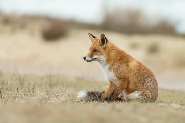 荷兰沙丘中的自然红狐 — 图库照片