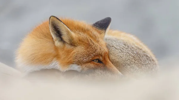Red Fox Nature Dutch Dunes — 스톡 사진