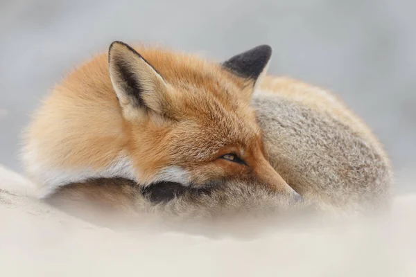 Zorro Rojo Naturaleza Las Dunas Holandesas — Foto de Stock