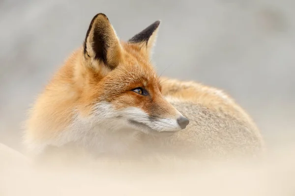 Red Fox Nature Dutch Dunes — 스톡 사진