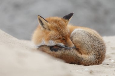 Kışın uyuyan vahşi kızıl tilki