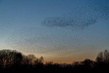 Gün batımında uçan kuş sürüsü, güzel doğa arka planı