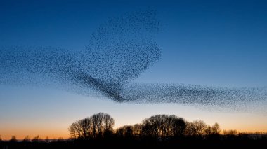Gün batımında uçan kuş sürüsü, güzel doğa arka planı