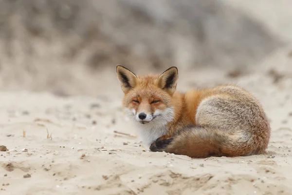 Renard Roux Coucher Soleil Dans Nature — Photo