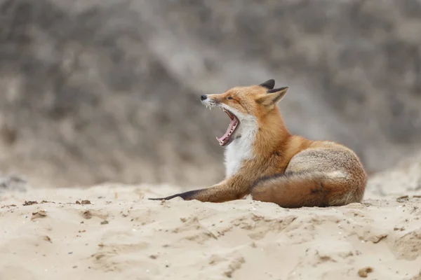 Red Fox Nice Sun Light Wintertime — Stock Photo, Image