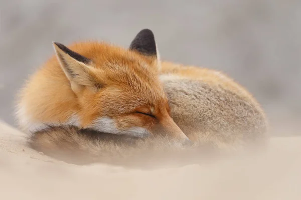 Dormindo Raposa Vermelha Selvagem Durante Inverno — Fotografia de Stock