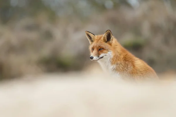 大自然の中の美しい赤いキツネは — ストック写真