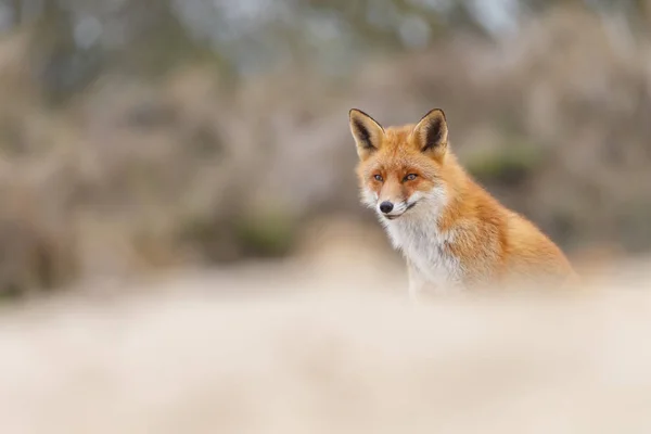 Close Uitzicht Mooie Rode Vos Natuurgebied — Stockfoto