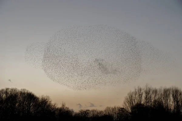 Mord Starlings Solnedgången Vacker Natur Bakgrund — Stockfoto