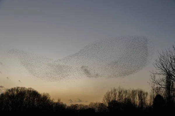 Murmurations Starlings Κατά Διάρκεια Του Ηλιοβασιλέματος Όμορφη Φύση Φόντο — Φωτογραφία Αρχείου