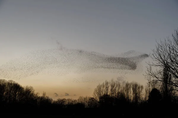 Murmures Étourneaux Coucher Soleil Beau Fond Naturel — Photo