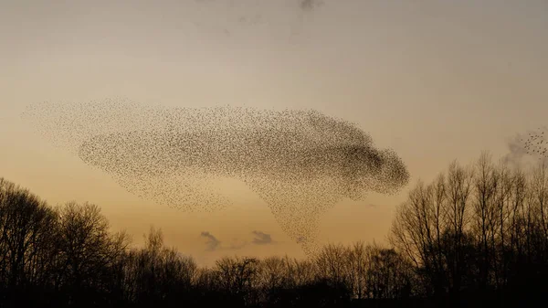 Murmurazioni Storni Durante Tramonto Bellissimo Sfondo Naturale — Foto Stock