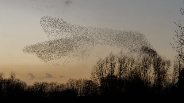 Murmurações Starlings Durante Pôr Sol Belo Fundo Natureza — Fotografia de Stock