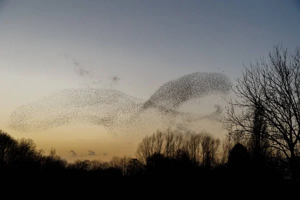 Mord Starlings Solnedgången Vacker Natur Bakgrund — Stockfoto