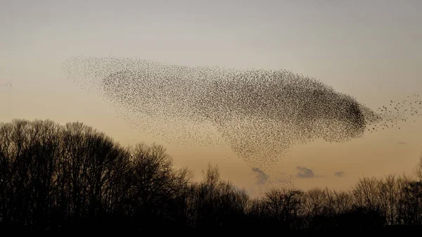 Mord Starlings Solnedgången Vacker Natur Bakgrund — Stockfoto