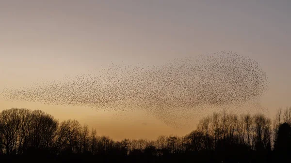 Murmurações Starlings Durante Pôr Sol Belo Fundo Natureza — Fotografia de Stock