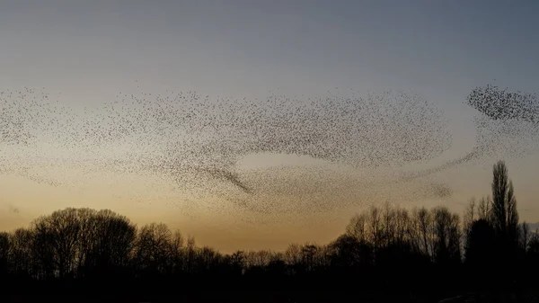 Murmurações Starlings Durante Pôr Sol Belo Fundo Natureza — Fotografia de Stock