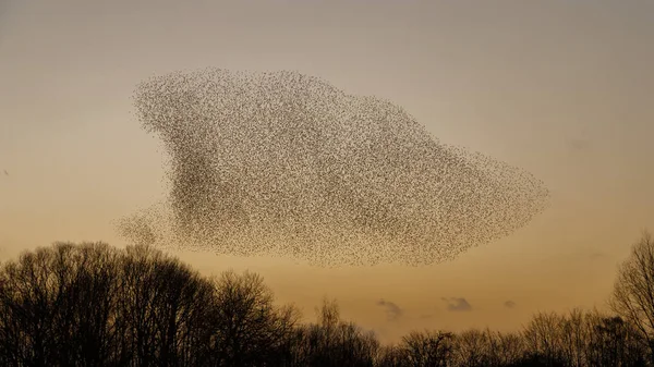 Murmurations Starlings Tijdens Zonsondergang Prachtige Natuur Achtergrond — Stockfoto