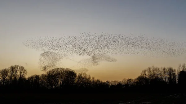 Murmurations Starlings Tijdens Zonsondergang Prachtige Natuur Achtergrond — Stockfoto