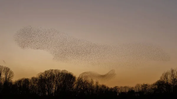 Mord Starlings Solnedgången Vacker Natur Bakgrund — Stockfoto