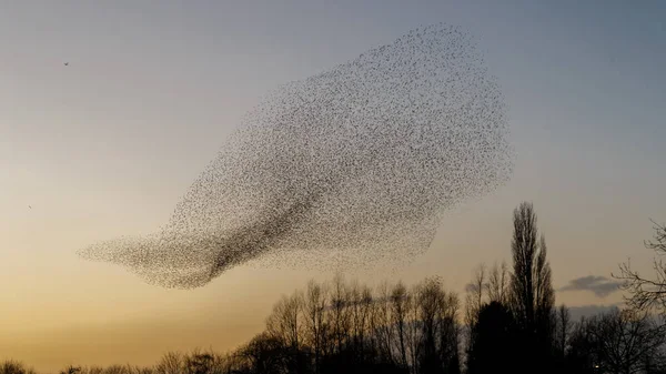 Murmurations Starlings Κατά Διάρκεια Του Ηλιοβασιλέματος Όμορφη Φύση Φόντο — Φωτογραφία Αρχείου