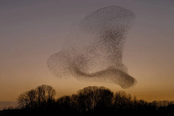 Murmurations Starlings Tijdens Zonsondergang Prachtige Natuur Achtergrond — Stockfoto