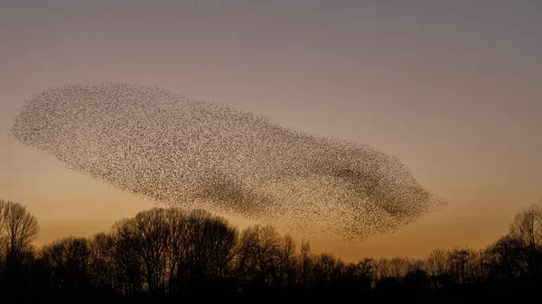 Murmurations Starlings Tijdens Zonsondergang Prachtige Natuur Achtergrond — Stockfoto
