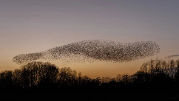 Murmurations Birds Sunset Beautiful Nature Background — Stock Photo, Image