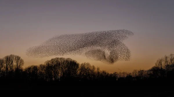 Mord Fåglar Solnedgången Vacker Natur Bakgrund — Stockfoto