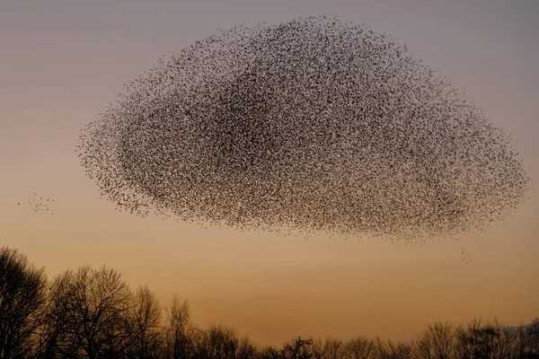 Murmurmurmurmurmurmurmurmurmurations Madarak Naplemente Gyönyörű Természet Háttér — Stock Fotó