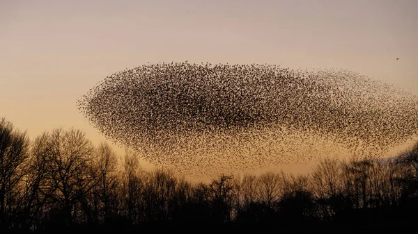 Murmurações Pássaros Durante Pôr Sol Belo Fundo Natureza — Fotografia de Stock