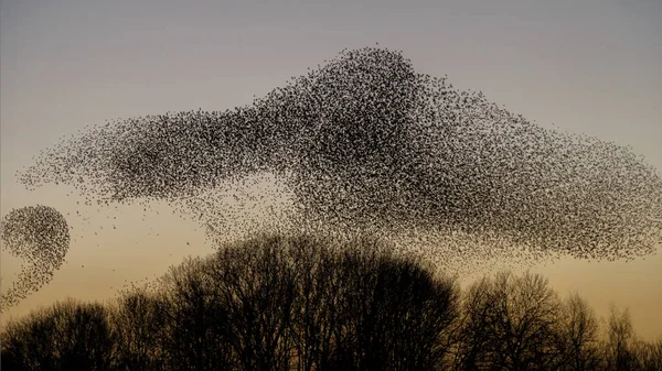 Bandada Aves Volando Contra Cielo Los Árboles Hermoso Fondo Natural —  Fotos de Stock