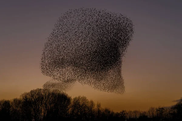 Gökyüzüne Ağaçlara Karşı Uçan Kuş Sürüsü Güzel Doğa Arka Planı — Stok fotoğraf