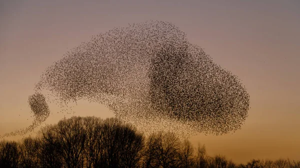Σμήνος Πουλιών Που Πετούν Ενάντια Στον Ουρανό Και Δέντρα Όμορφη — Φωτογραφία Αρχείου