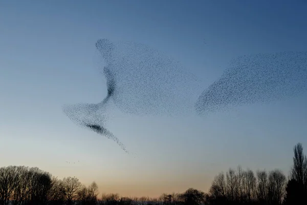 Bandada Aves Volando Contra Cielo Los Árboles Hermoso Fondo Natural —  Fotos de Stock