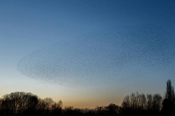 Flock Birds Flying Sky Trees Beautiful Nature Background — Stock Photo, Image