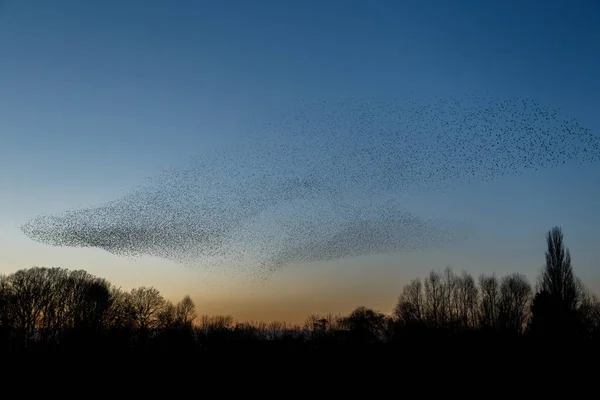 Rebanho Pássaros Voando Contra Céu Árvores Belo Fundo Natureza — Fotografia de Stock