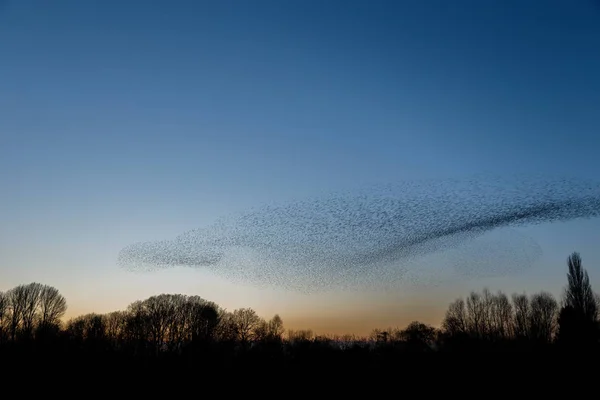 Bandada Aves Volando Contra Cielo Los Árboles Hermoso Fondo Natural —  Fotos de Stock