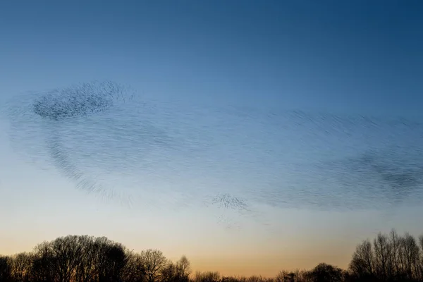 Flock Birds Flying Sky Trees Beautiful Nature Background — Stock Photo, Image