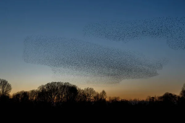 Bandada Aves Vuela Durante Puesta Del Sol Hermoso Fondo Naturaleza —  Fotos de Stock